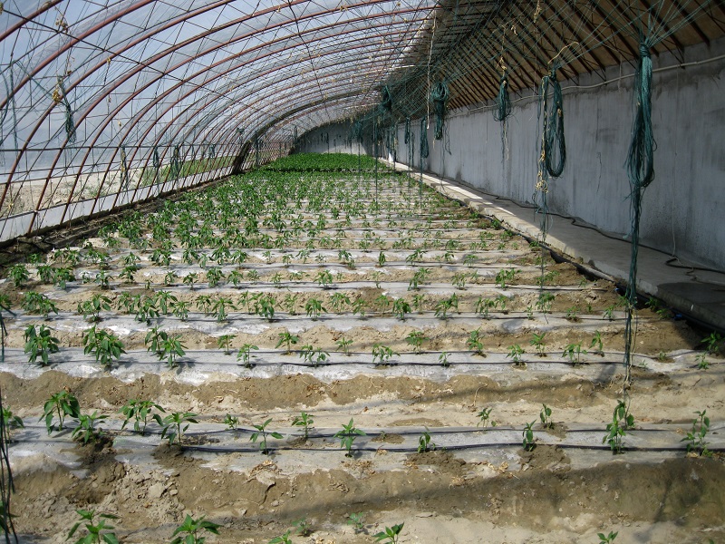 立秋过后，福海县现代农业科技示范园一处蔬菜大棚里生长的二茬辣椒 (2)