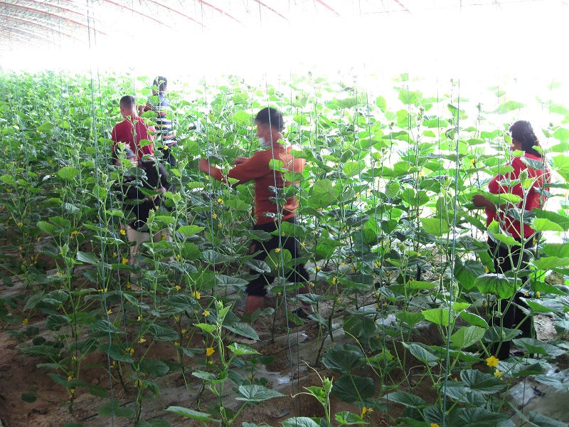 立秋过后，务工人员正在福海县现代农业科技示范园一处黄瓜大棚里打茬拉秧