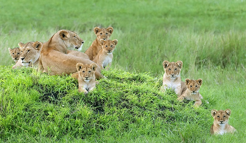 在坦桑尼亚塞伦盖蒂平原上的狮子一家