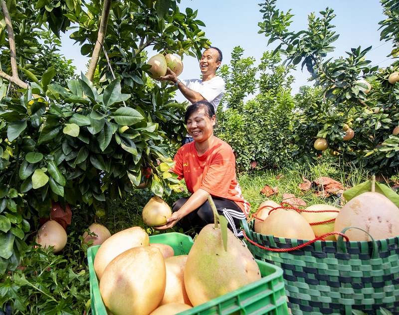 2021年9月12日，果农在广西藤县金鸡镇九月红蜜柚种植基地，喜摘红蜜柚。