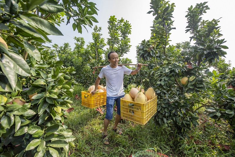 2021年9月12日，果农在藤县金鸡镇九月红蜜柚种植基地，挑出一担担蜜柚。