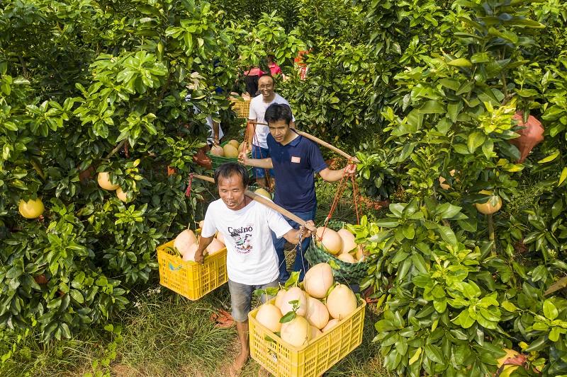 2021年9月12日，果农在藤县金鸡镇九月红蜜柚种植基地穿梭，挑出一担担蜜柚。
