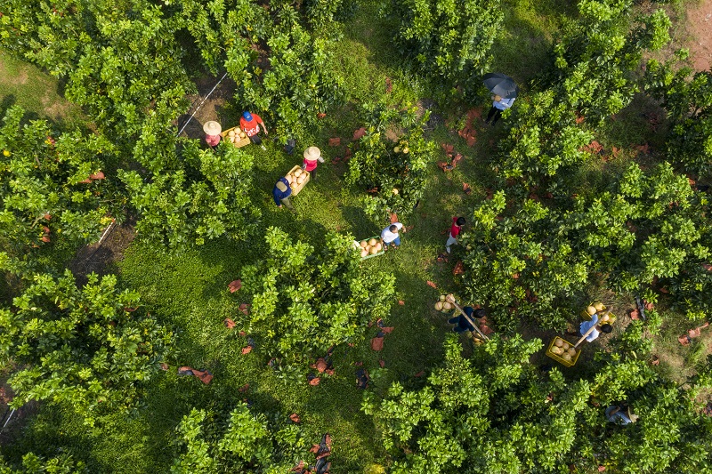 2021年9月12日，航拍果农在广西藤县金鸡镇九月红蜜柚种植基地穿梭，挑出一担担蜜柚。