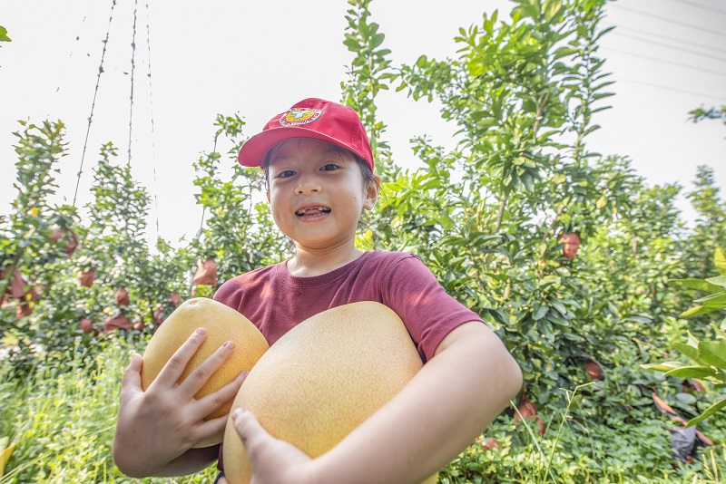 2021年9月12日，小朋友在广西藤县金鸡镇九月红蜜柚种植基地了自助采摘的喜悦。