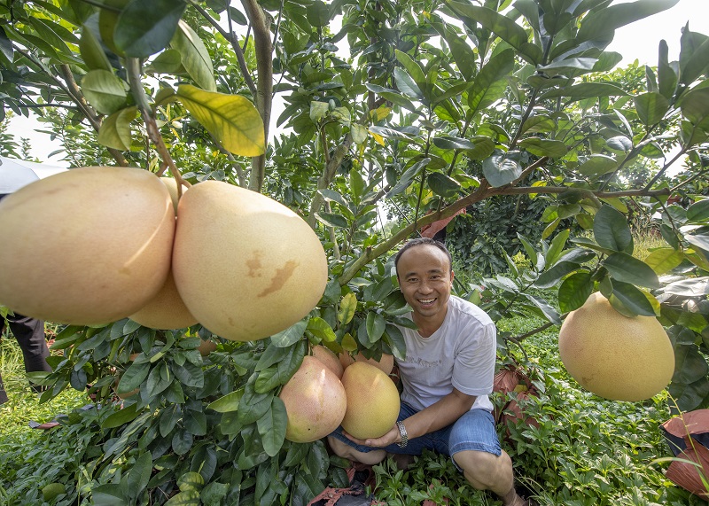 2021年9月12日，在广西藤县金鸡镇九月红蜜柚种植基地，金色红蜜柚硕果挂满枝头