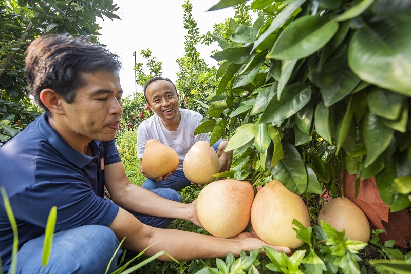 2021年9月12日，在广西藤县金鸡镇九月红蜜柚种植基地，金色红蜜柚硕果挂满枝头。