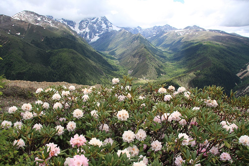 美丽的香格里拉百花盛开美景