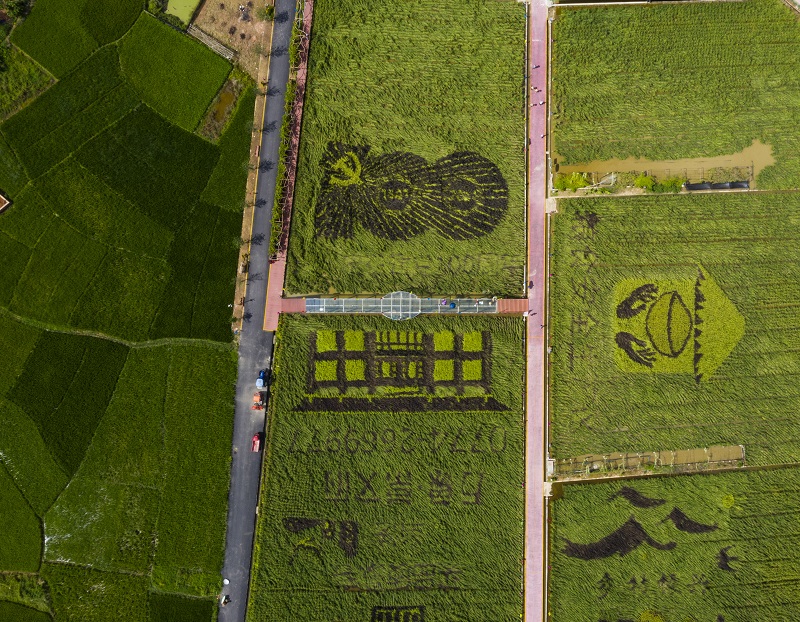 2021年9月23日，广西梧州市在龙圩区苍海新区举办庆祝中国农民丰收节系列活动。水稻渐次成熟，丰收在望。