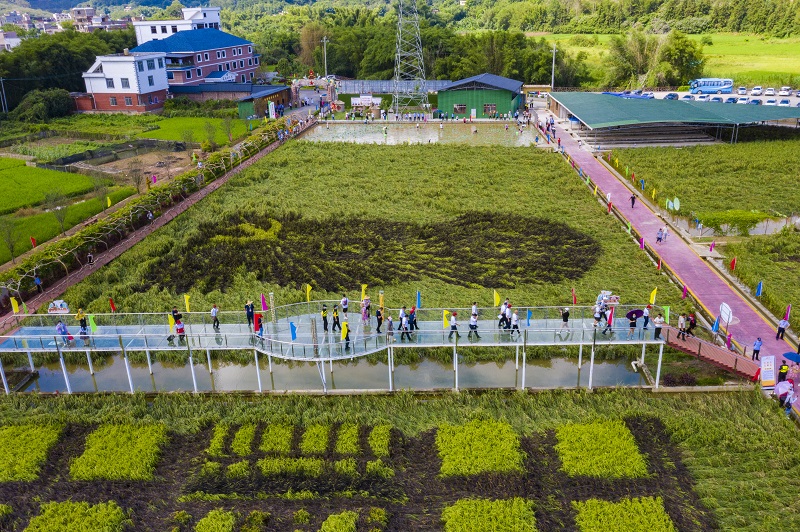 2021年9月23日，广西梧州市在龙圩区苍海新区举办庆祝中国农民丰收节系列活动。图为体验稻鱼综合种养基地，展现丰收硕果，共享农业丰收喜悦。