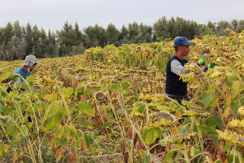 布尔津县杜来提乡额尔齐斯村食葵地采收现场