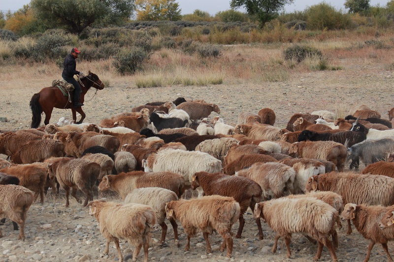 2021年9月23日新疆阿勒泰地区吉木乃县托斯特乡牧民别尔多拉·阿汗转场途径布尔津县境内 (3)