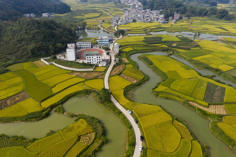 8、2021年10月2日，广西百色靖西市禄垌镇平江村一片片金黄色的稻田、河流、民房以及喀斯特地貌相映成趣，成为了这个季节最靓丽的风景线。（何华文）