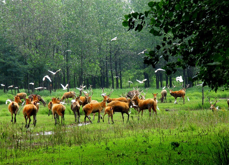 江苏大丰麋鹿国家级自然保护区