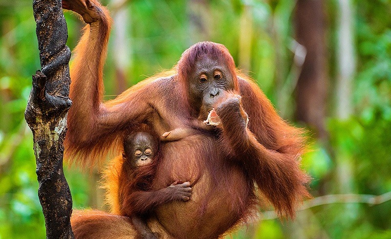 红毛猩猩母子