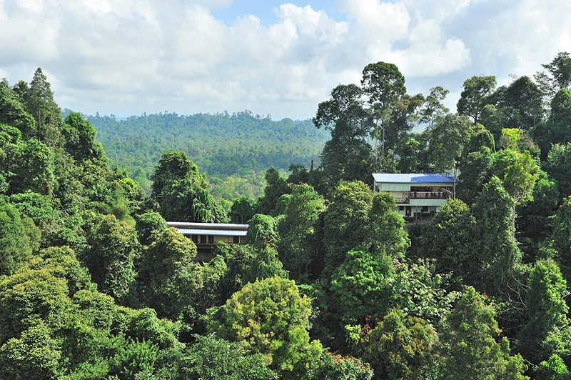 婆罗洲热带雨林