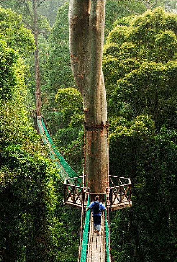 婆罗洲热带雨林树冠走道