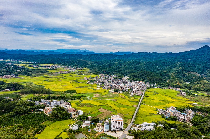1、2021年10月13日，广西梧州市苍梧县石桥镇万亩稻田已经成熟，丰收在望，像一幅美丽的田园画卷，美不胜收。（何华文）