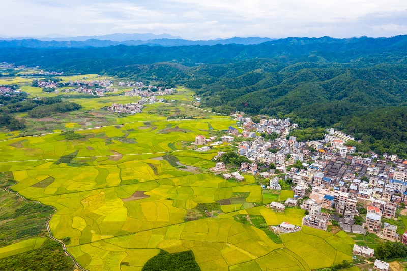 3、2021年10月13日，广西梧州市苍梧县石桥镇万亩稻田已经成熟，丰收在望，像一幅美丽的田园画卷，美不胜收。（何华文）