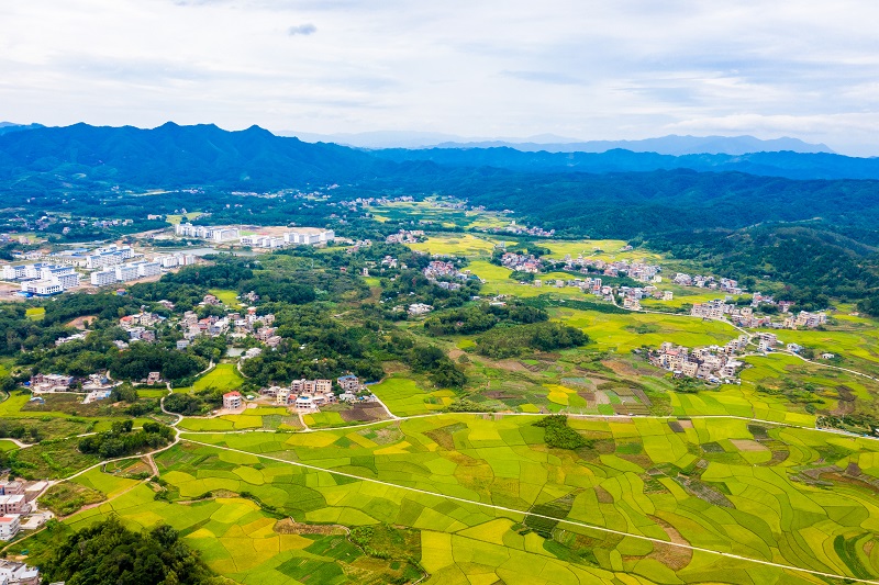 4、2021年10月13日，广西梧州市苍梧县石桥镇万亩稻田已经成熟，丰收在望，像一幅美丽的田园画卷，美不胜收。（何华文）