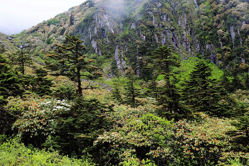 贡嘎山生态美景