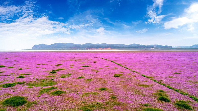 蓼子花海