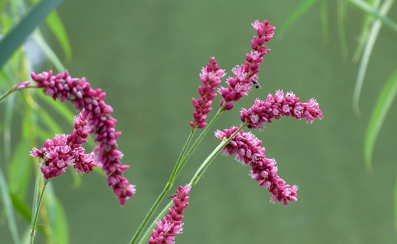 蓼子花