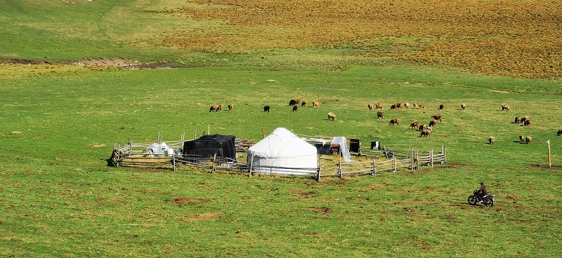 这是距阿勒泰市区138公里、海拔1400-2000米的高山草原——托勒海特牧场。 (4)