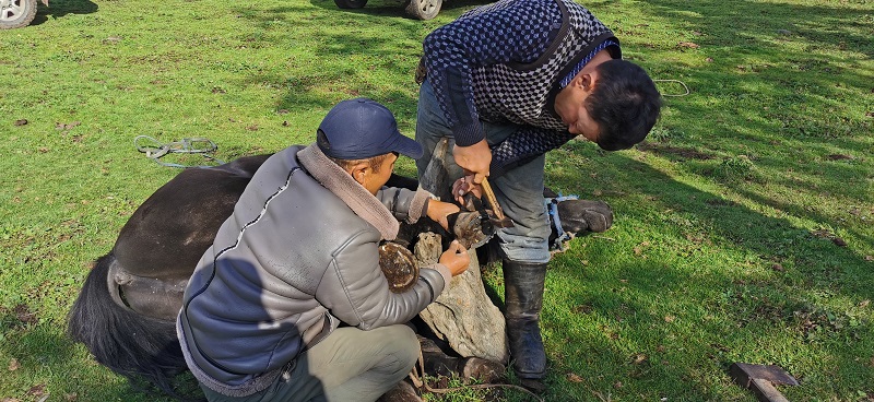 这是距阿勒泰市区138公里、海拔1400-2000米的高山草原——托勒海特牧场。牧民正在换马掌。