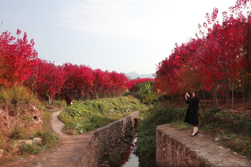 图6：小河沟也改造如新，两旁栽培了红枫林。唐探峰