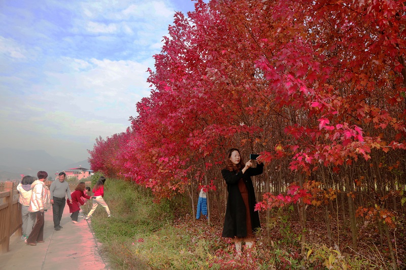 图8：游客市民正在红枫林游玩观景。唐探峰