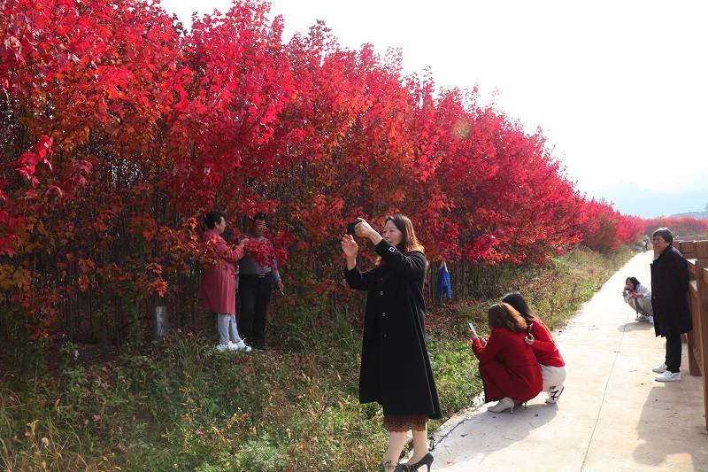 图9：游客村民正在红枫林赏景拍照。唐探峰