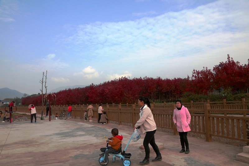 图11：在红枫林亲子游的市民村民多幸福快乐啊。唐探峰