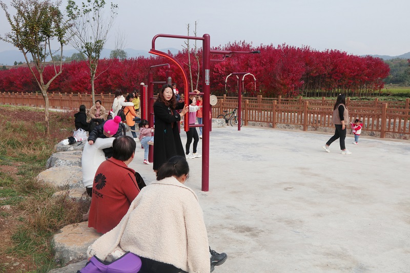 图12：金秋的红枫林成为游客市民村民旅游休闲的佳境。唐探峰