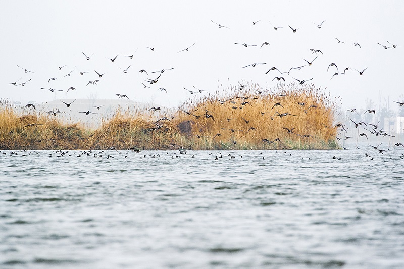 大纵湖冬日是鸟儿避寒天堂