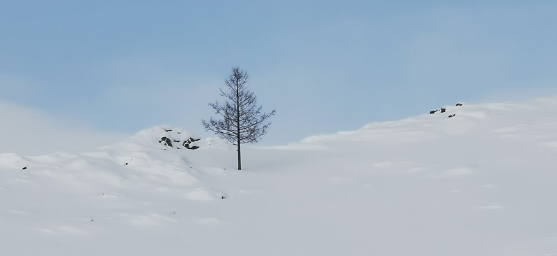 雪山一棵松