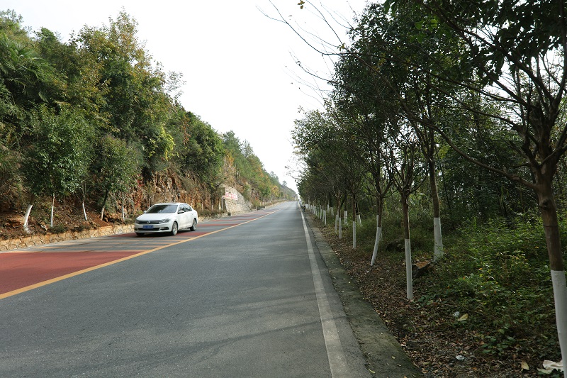 图2：旅游路行道树穿“白裤”防寒防病虫害。2021年11月15日，拍于重庆巫山县城至官渡镇双月村。唐探峰