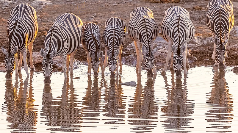 斑马群在喝水