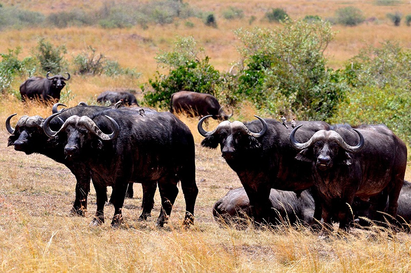 非洲水牛群