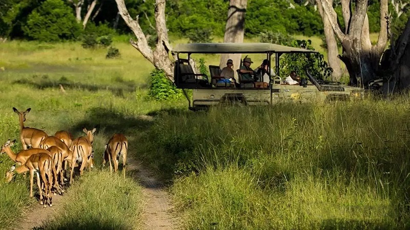 纳米比亚埃托沙国家公园内的动物与观光车