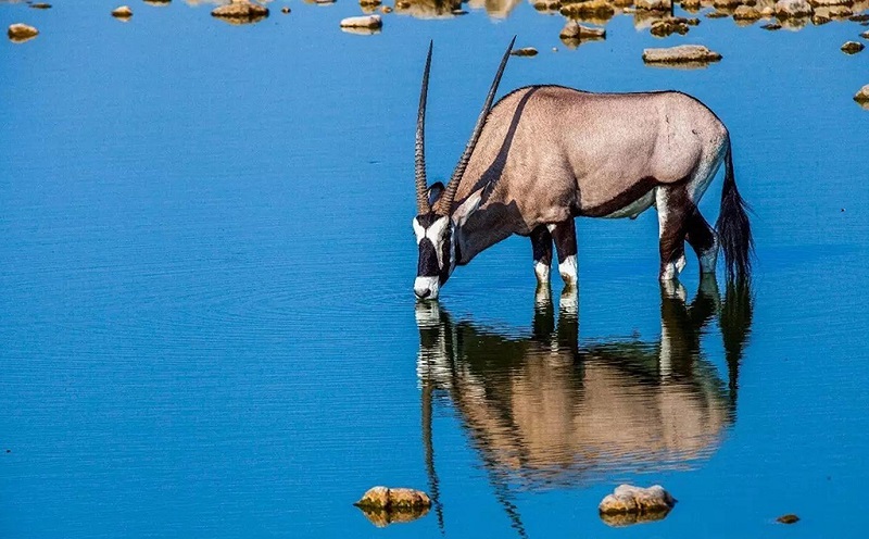 纳米比亚国兽--剑羚在喝水