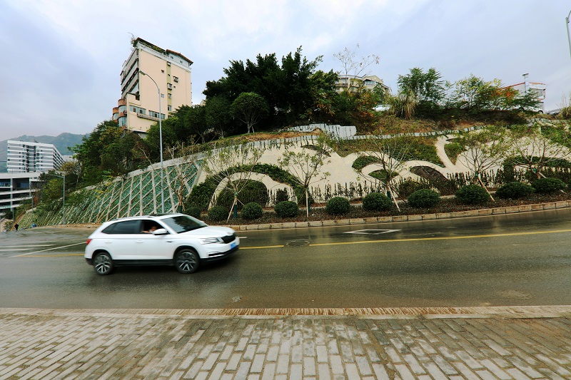 图1：巫山高峡平湖西岸公路高边坡栽培了万年青植被。2021年11月21日，摄于重庆市巫山县高峡平湖西岸。唐探峰