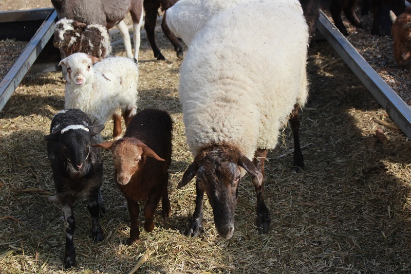 羊羔与生产母羊（拍摄于2021年9月23日） (1)