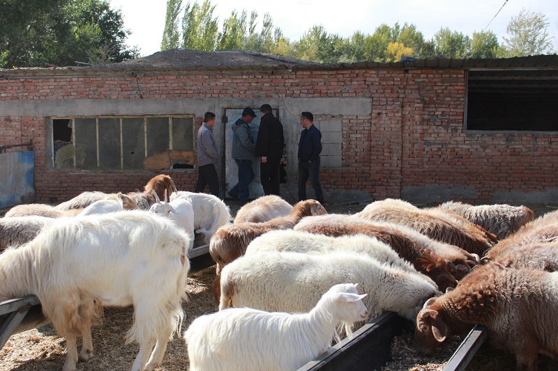 正在传授养羊经验的代贤法（左二，拍摄于2021年9月23日）