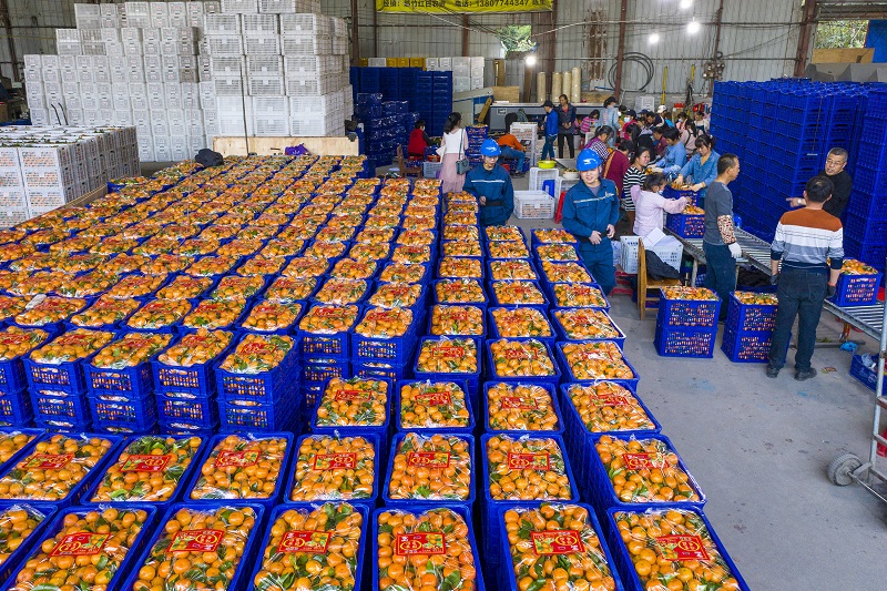 1、20210年12月8日，广西梧州岑溪市筋竹镇农民专业合作社，工人们正在分拣、装运砂糖橘。（何华文）
