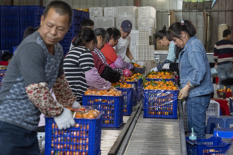 3、20210年12月8日，广西梧州岑溪市筋竹镇农民专业合作社，工人们正在分拣、装运砂糖橘。（何华文）