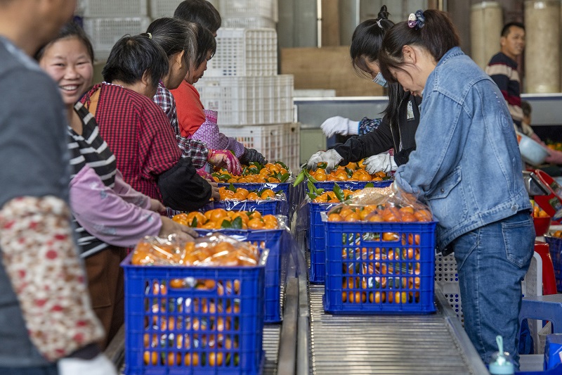 4、20210年12月8日，广西梧州岑溪市筋竹镇农民专业合作社，工人们正在分拣、装运砂糖橘。（何华文）