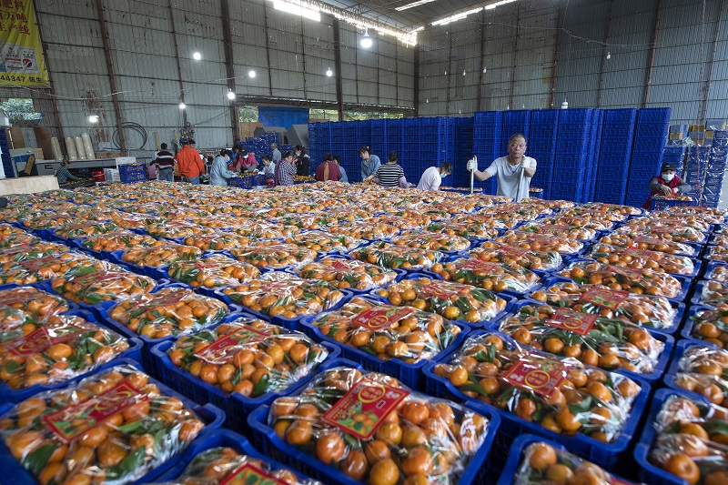 6、20210年12月8日，广西梧州岑溪市筋竹镇农民专业合作社，工人们正在分拣、装运砂糖橘。（何华文）