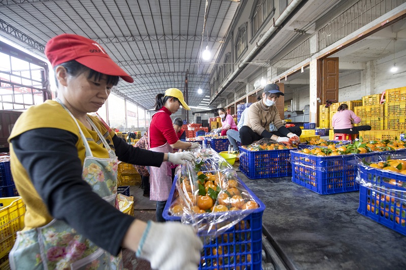 7、20210年12月8日，广西梧州岑溪市筋竹镇农民专业合作社，工人们正在分拣、装运砂糖橘。（何华文）