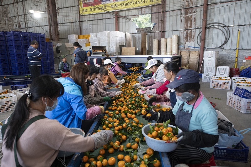 9、20210年12月8日，广西梧州岑溪市筋竹镇农民专业合作社，工人们正在分拣、装运砂糖橘。（何华文）