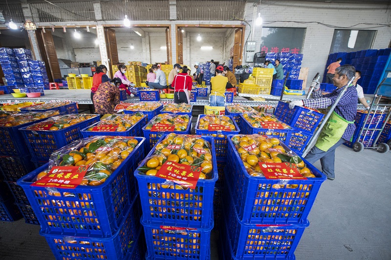 10、20210年12月8日，广西梧州岑溪市筋竹镇农民专业合作社，工人们正在分拣、装运砂糖橘。（何华文）